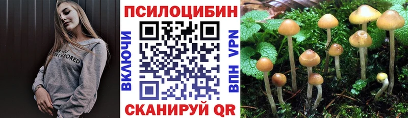 хочу наркоту  Белоозёрский  Псилоцибиновые грибы Cubensis 
